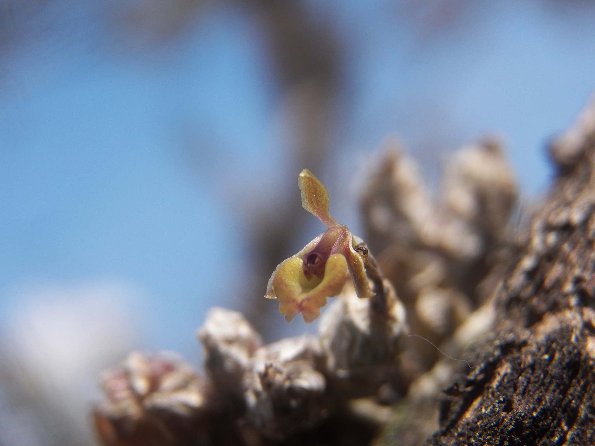 Epidendrum miserum